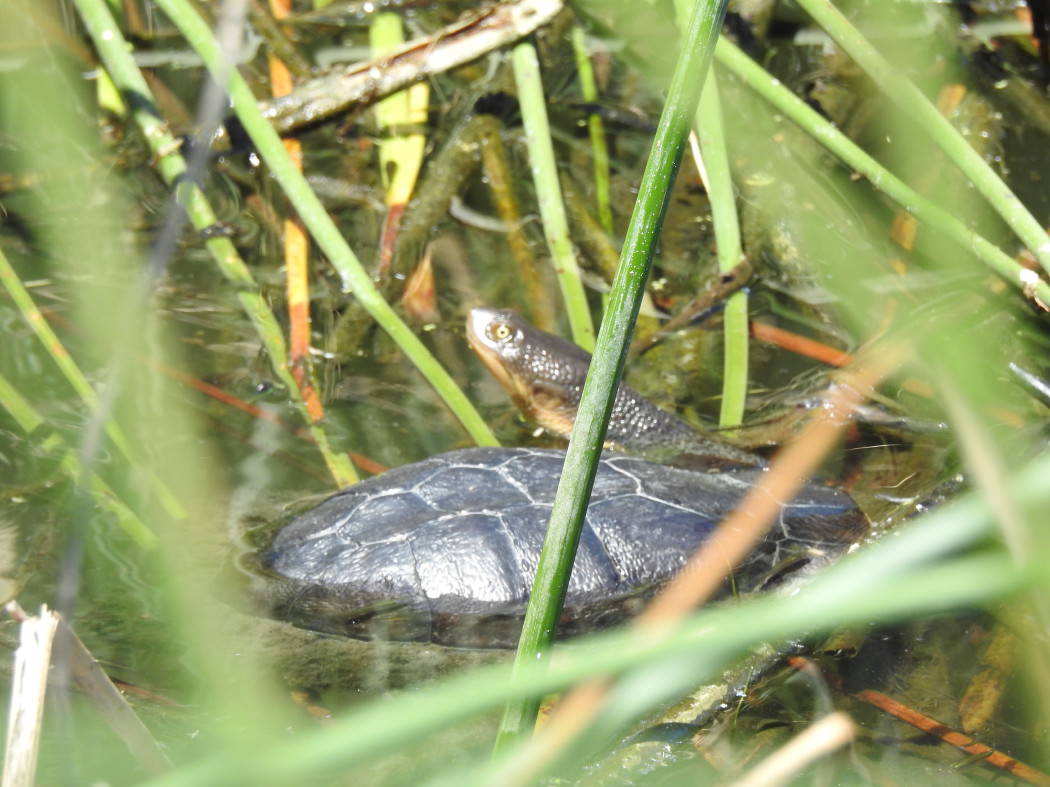 Friends of Williamstown Wetlands - Native Animals of the Williamstown